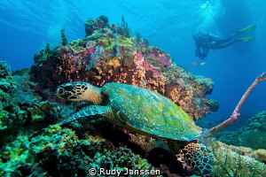 VIEW WITH A TURTLE by Rudy Janssen 